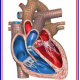 We are presenting at Cardiac Physiome Society's 20th Workshop.